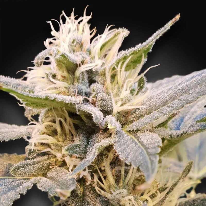 Delight CBD Femminizzata - Paradise Seeds