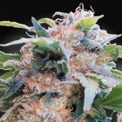Dream CBD Femminizzata - Paradise Seeds