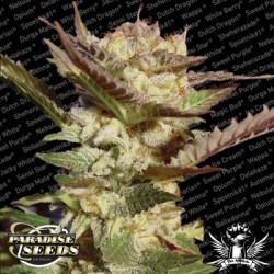 Durga Mata Femminizzata - Paradise Seeds