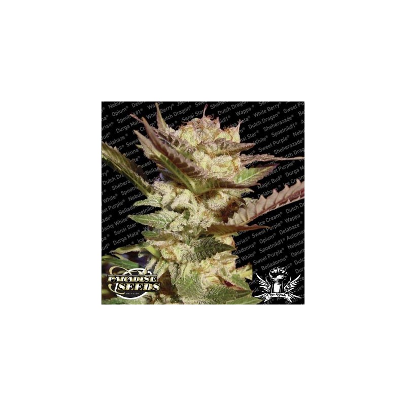 Durga Mata Femminizzata - Paradise Seeds