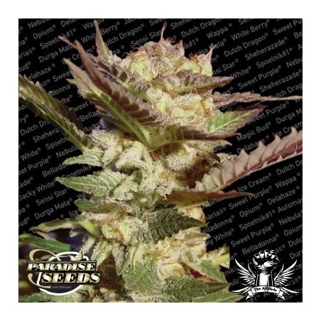 Durga Mata Femminizzata - Paradise Seeds