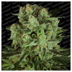 Durga Mata II CBD Femminizzata - Paradise Seeds