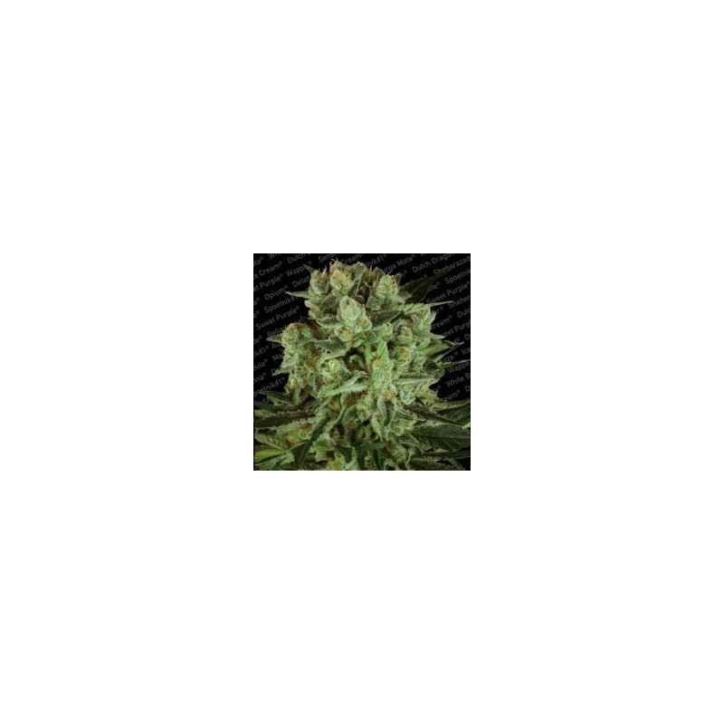 Durga Mata II CBD Femminizzata - Paradise Seeds