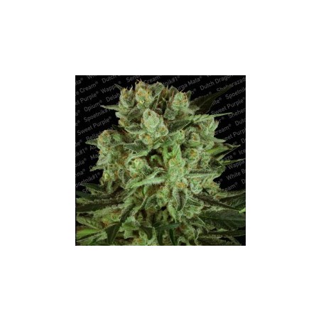 Durga Mata II CBD Femminizzata - Paradise Seeds