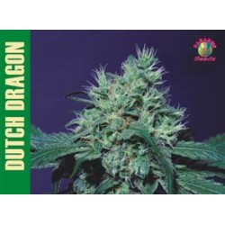 Dutch Dragon Femminizzata - Paradise Seeds