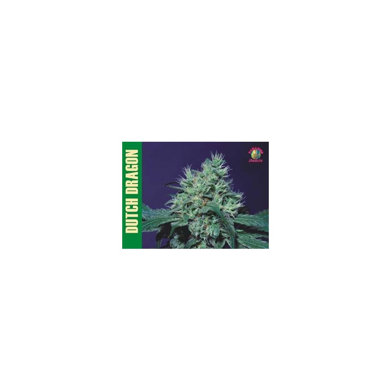 Dutch Dragon Femminizzata - Paradise Seeds