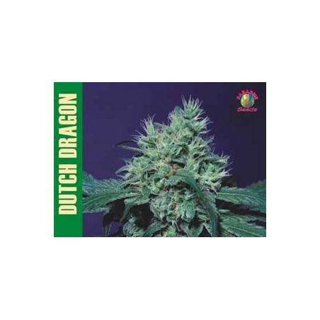 Dutch Dragon Femminizzata - Paradise Seeds