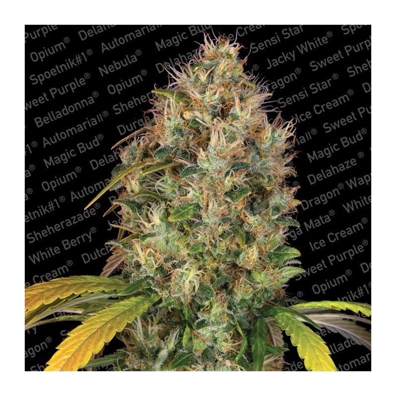 Dutch Kush Femminizzata - Paradise Seeds