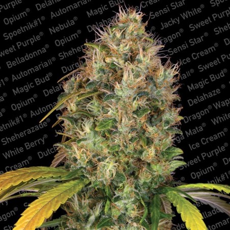 Dutch Kush Femminizzata - Paradise Seeds