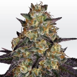 El Dorado OG Femminizzata - Paradise Seeds