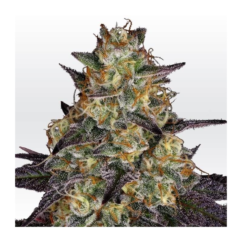 El Dorado OG Femminizzata - Paradise Seeds