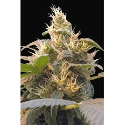 Energy CBD Femminizzata - Paradise Seeds