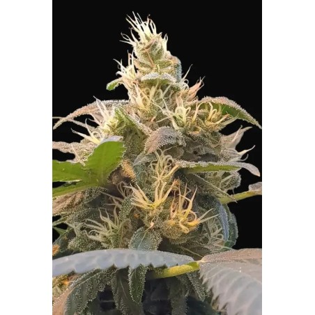 Energy CBD Femminizzata - Paradise Seeds