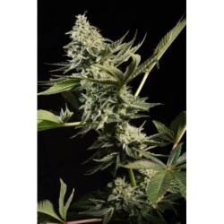 Glowstarz Femminizzata - Paradise Seeds