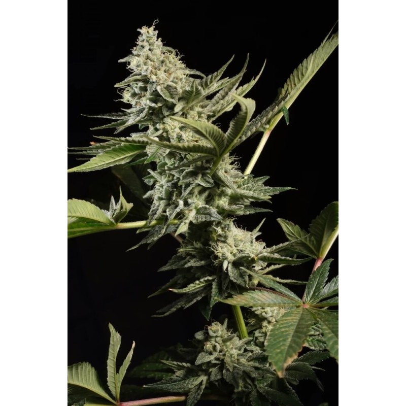 Glowstarz Femminizzata - Paradise Seeds