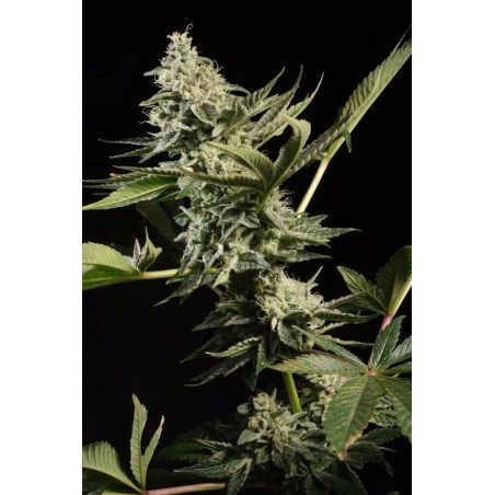 Glowstarz Femminizzata - Paradise Seeds