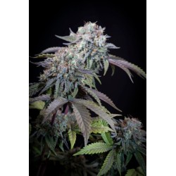 Gulupa Femminizzata - Paradise Seeds
