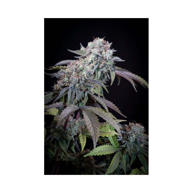 Gulupa Femminizzata - Paradise Seeds