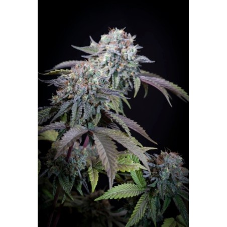 Gulupa Femminizzata - Paradise Seeds