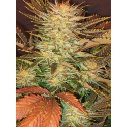 Ice Cream Femminizzata - Paradise Seeds