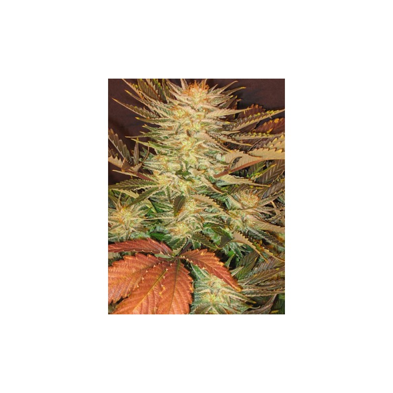 Ice Cream Femminizzata - Paradise Seeds