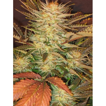 Ice Cream Femminizzata - Paradise Seeds