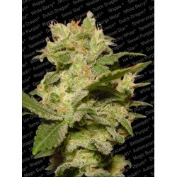 Jack Auto Femminizzata - Paradise Seeds