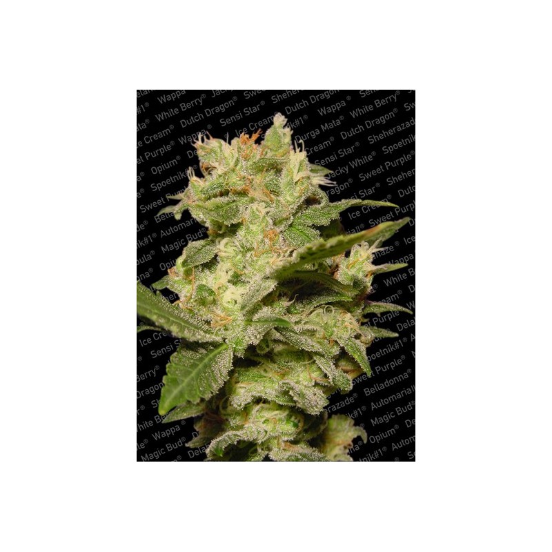 Jack Auto Femminizzata - Paradise Seeds
