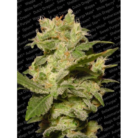 Jack Auto Femminizzata - Paradise Seeds