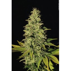 Jacky White Femminizzata - Paradise Seeds