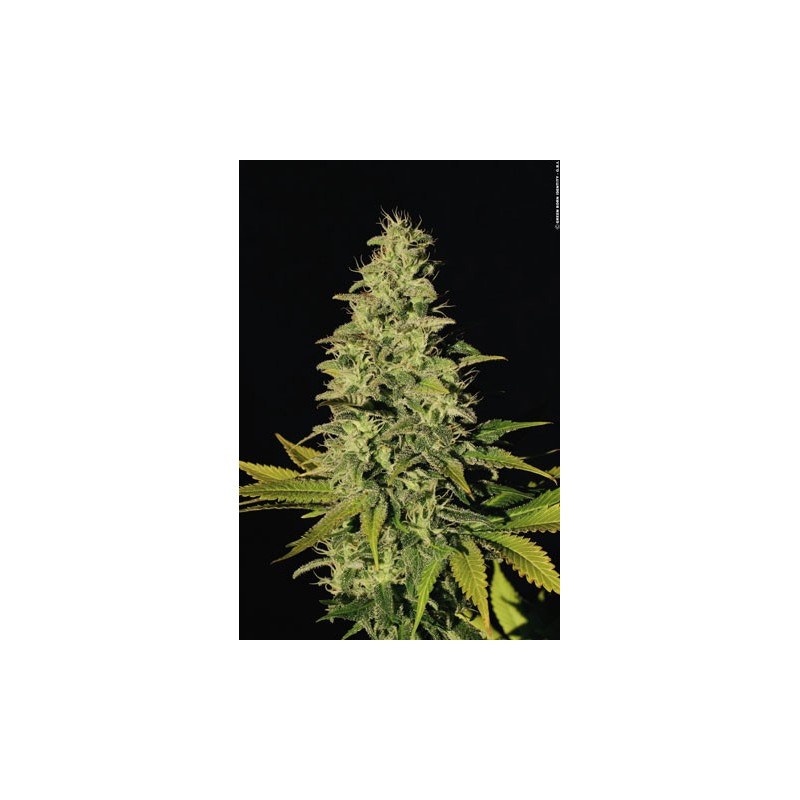 Jacky White Femminizzata - Paradise Seeds