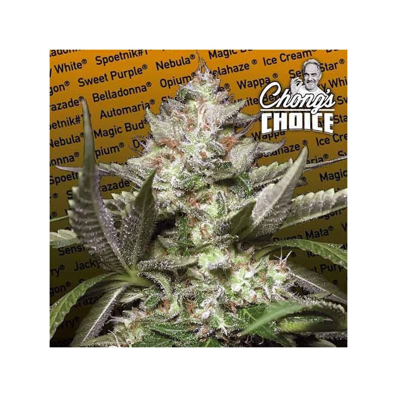 Kong 4 Auto Femminizzata - Paradise Seeds