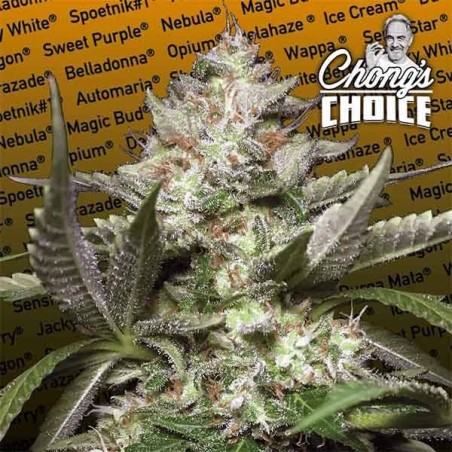 Kong 4 Auto Femminizzata - Paradise Seeds