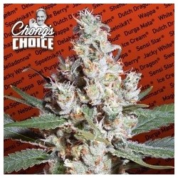 L.A. Amnesia Femminizzata - Paradise Seeds