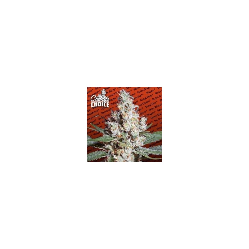 L.A. Amnesia Femminizzata - Paradise Seeds