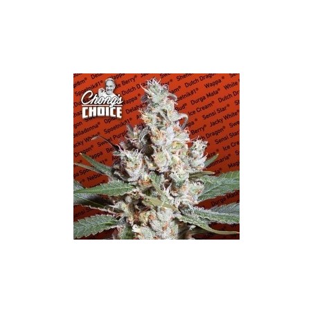 L.A. Amnesia Femminizzata - Paradise Seeds