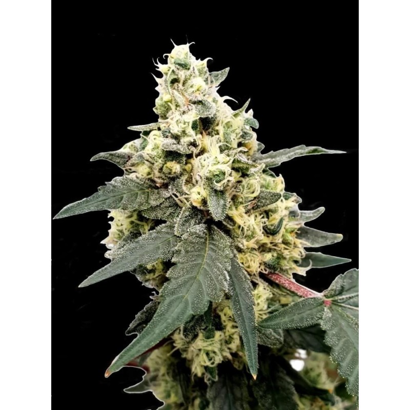 Lemonade Auto Femminizzata - Paradise Seeds