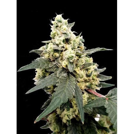 Lemonade Auto Femminizzata - Paradise Seeds
