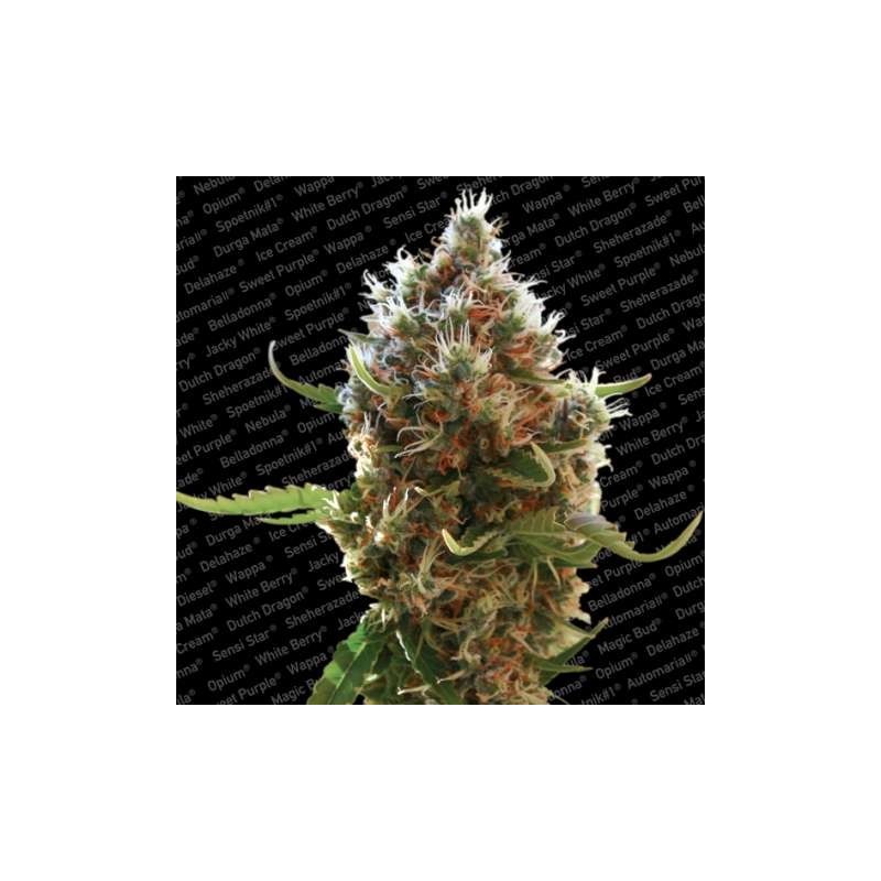 Lucid Bolt Femminizzata - Paradise Seeds