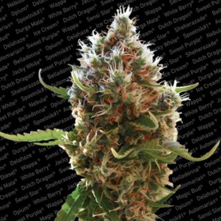 Lucid Bolt Femminizzata - Paradise Seeds