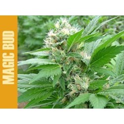 Magic Bud Femminizzata - Paradise Seeds