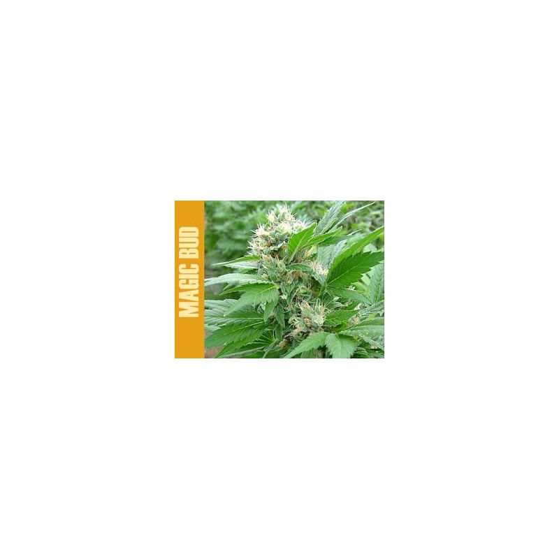 Magic Bud Femminizzata - Paradise Seeds
