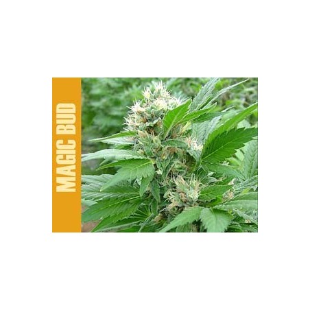 Magic Bud Femminizzata - Paradise Seeds
