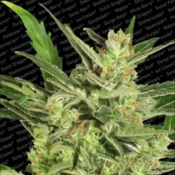 maria II Auto Femminizzata - Paradise Seeds