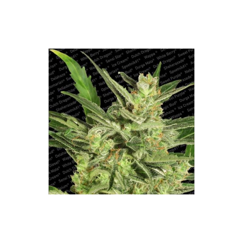 maria II Auto Femminizzata - Paradise Seeds