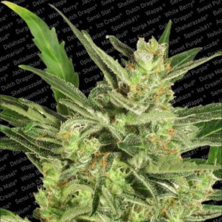 maria II Auto Femminizzata - Paradise Seeds