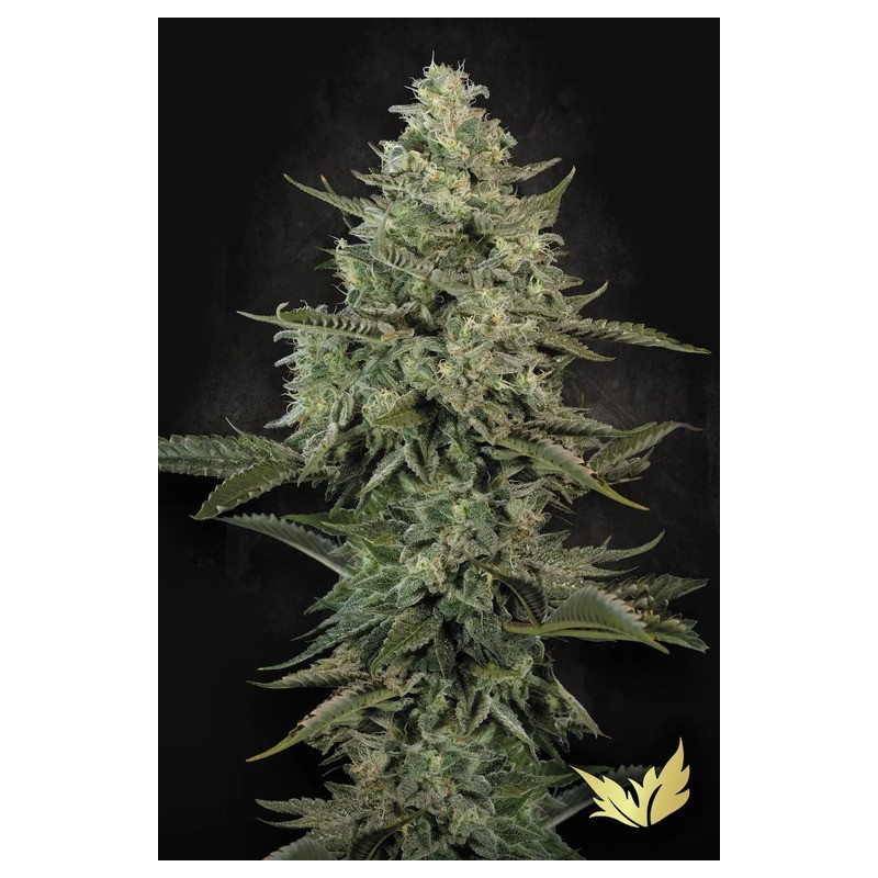 Mendo Creme Femminizzata - Paradise Seeds