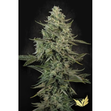 Mendo Creme Femminizzata - Paradise Seeds