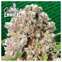 Mendocino Skunk Femminizzata - Paradise Seeds