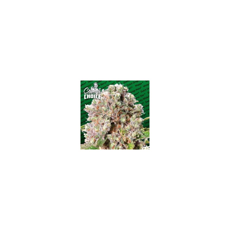 Mendocino Skunk Femminizzata - Paradise Seeds